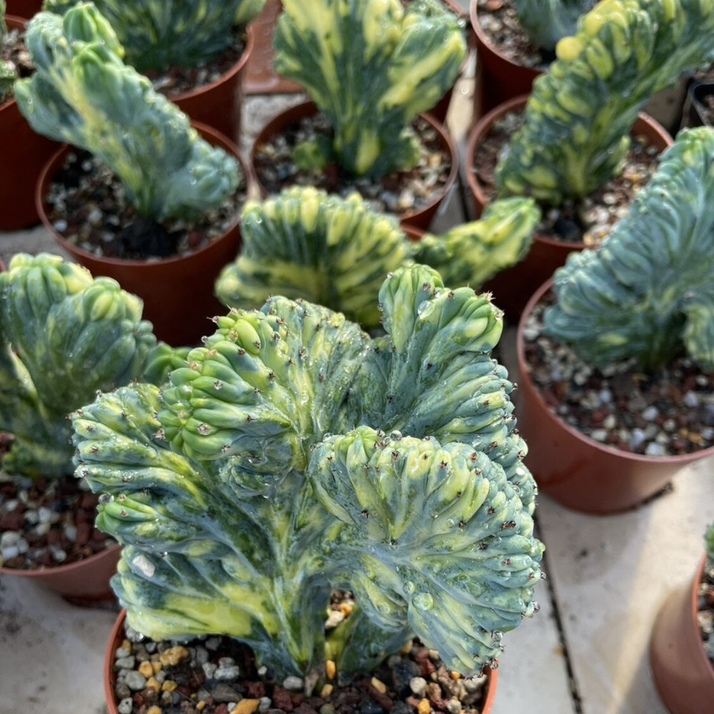 7-10cm Myrtiiocactus Geometrizans Cristata Variegated