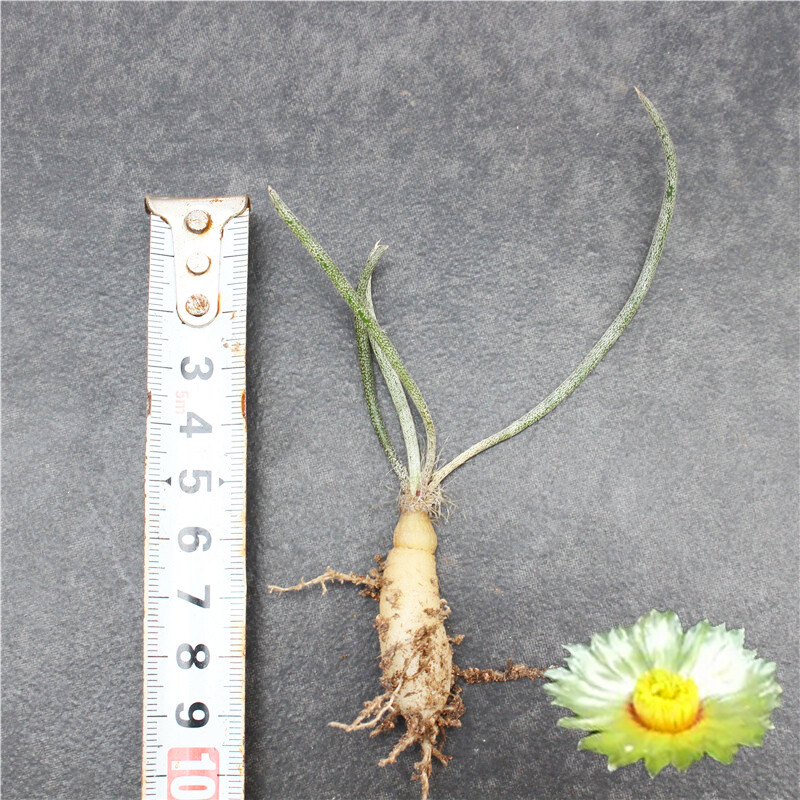 1-2cm Astrophytum Caput-medusae