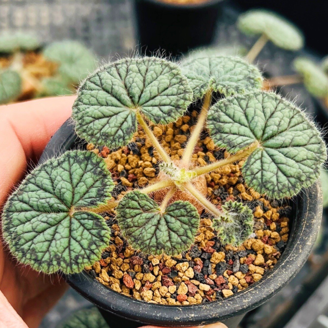 2cm Pelargonium Barklyi