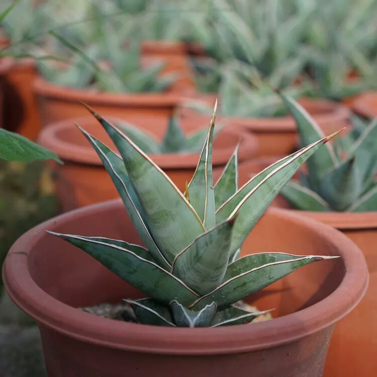 8-10CM Sansevieria Pinguicula