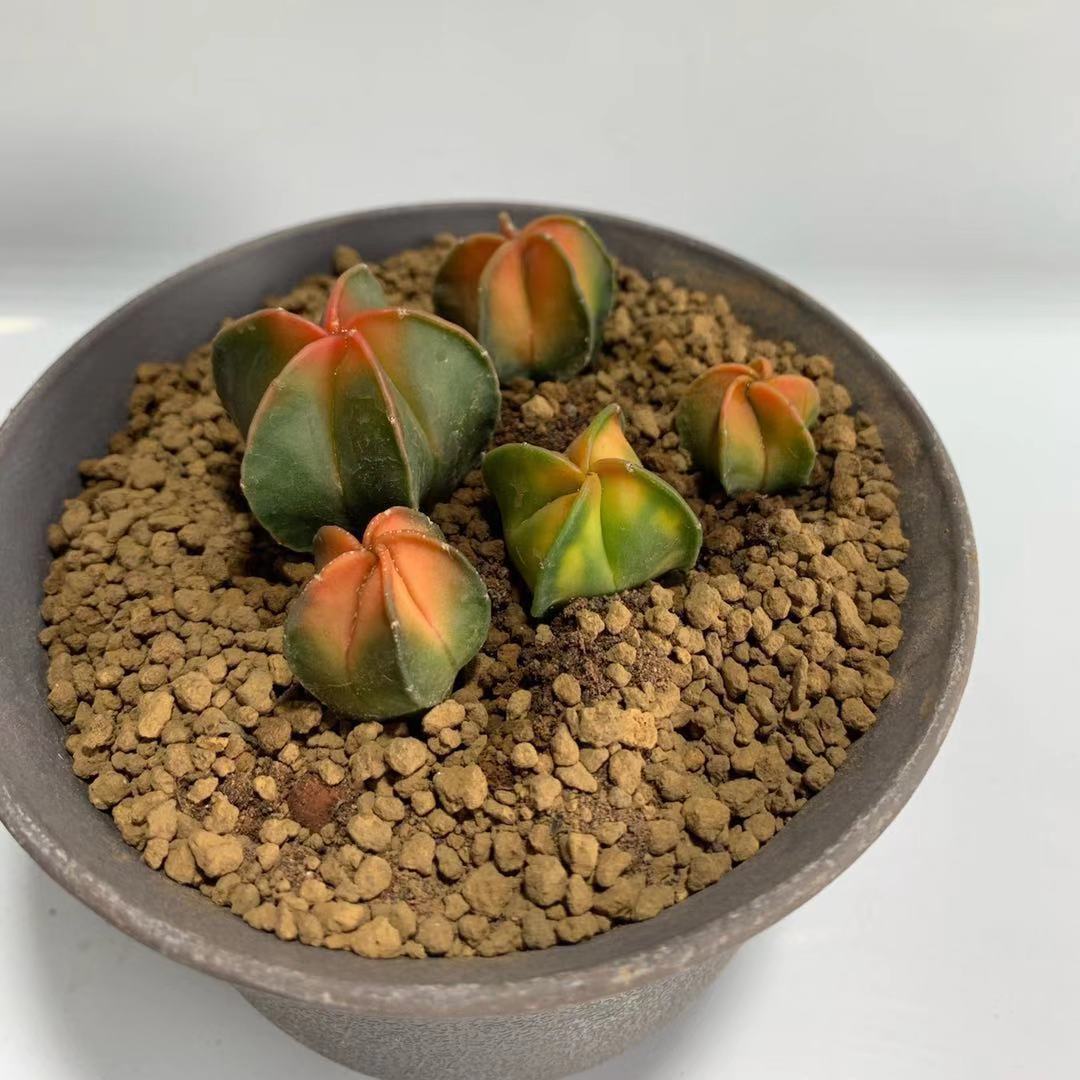 2CM 1PCS Astrophytum Myriostigma Variegated
