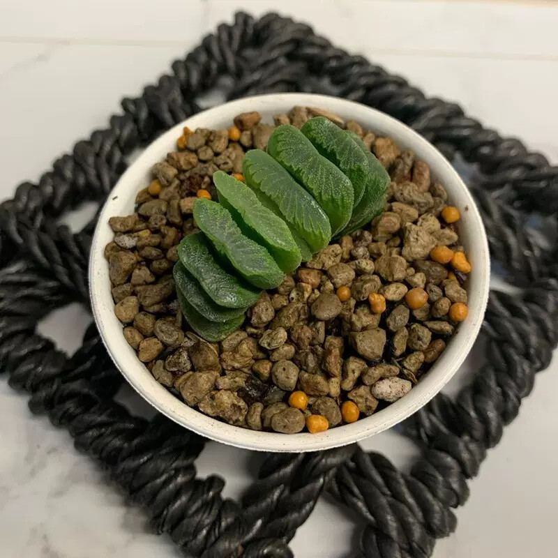 6cm 1PCS Haworthia truncata Schönland