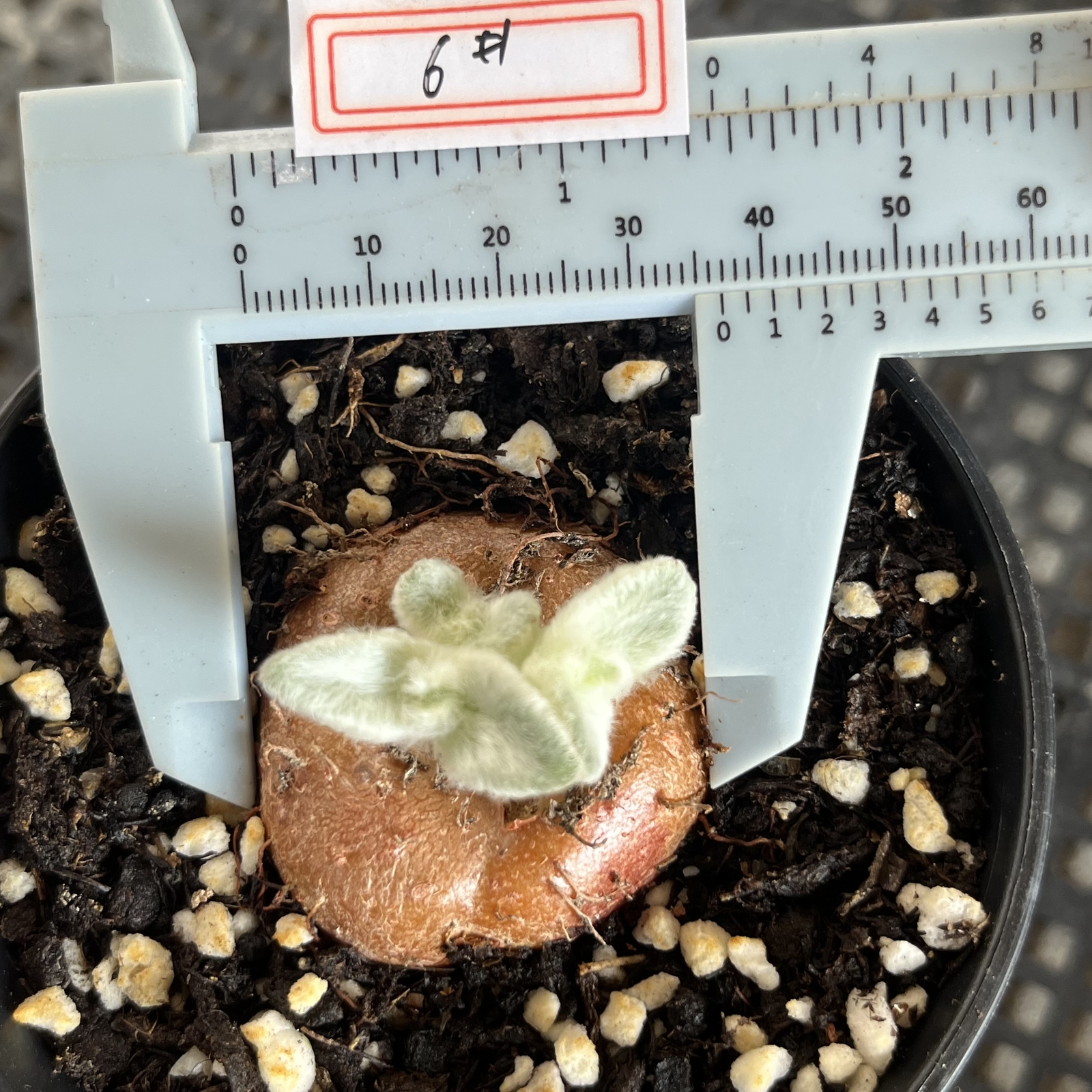 3-4cm Sinningia leucotricha