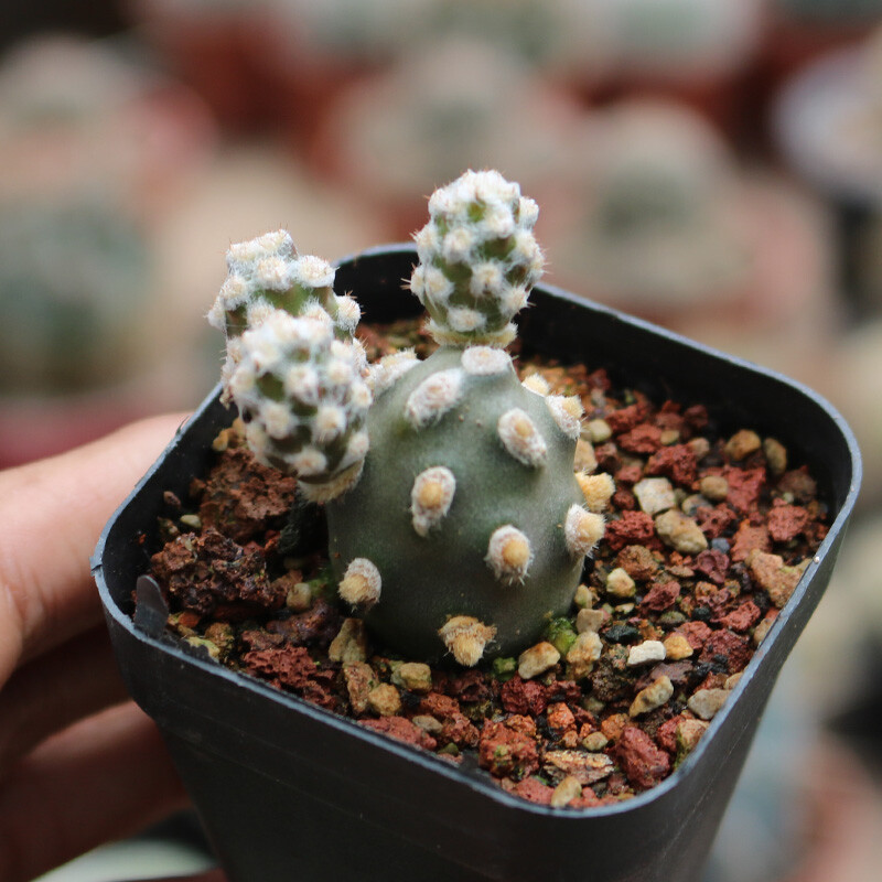 5cm 1Tephrocactus molinensis