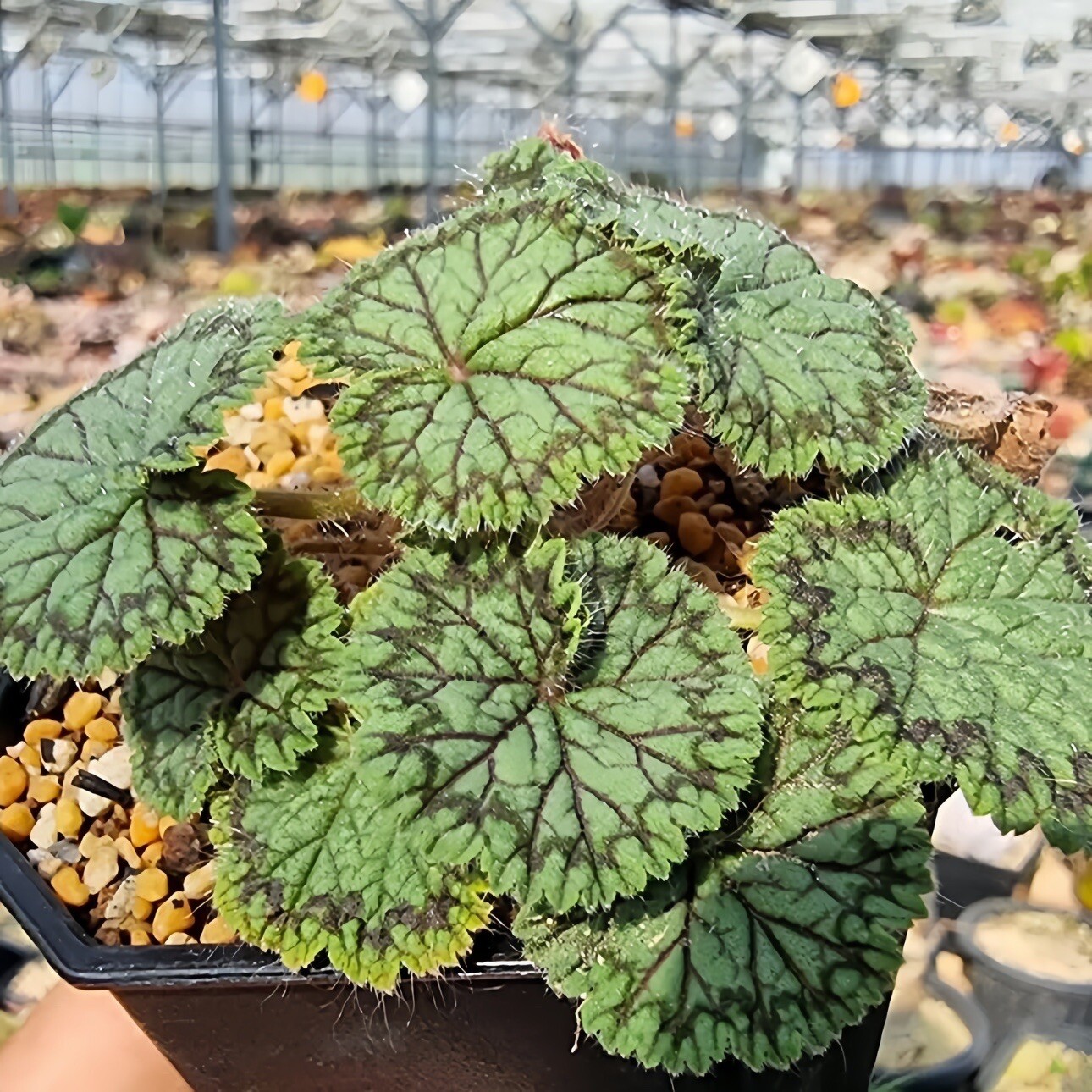 2cm Pelargonium Barklyi