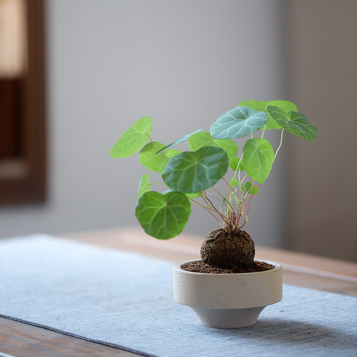 4CM 1PCS Stephania Cepharantha Hayata