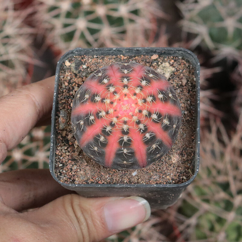 4cm Gymnocalycium Ragonesei Variegated