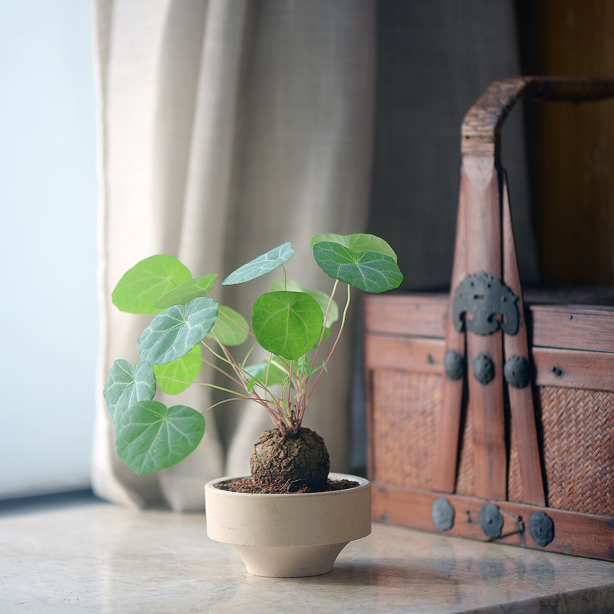 4CM 1PCS Stephania Cepharantha Hayata