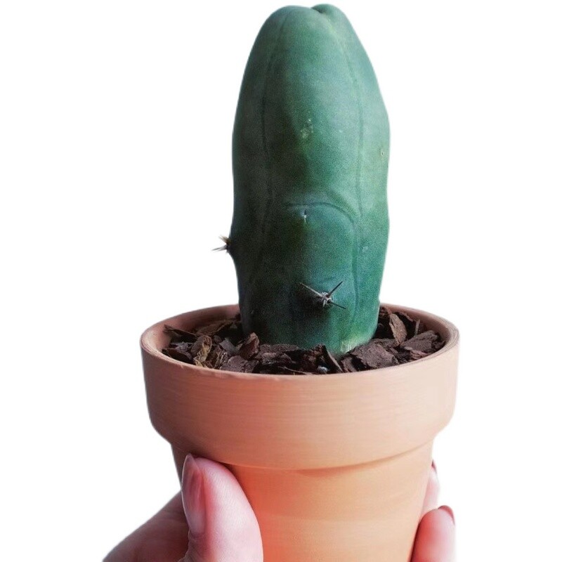 6-8cm Trichocereus bridgesii Male Penis