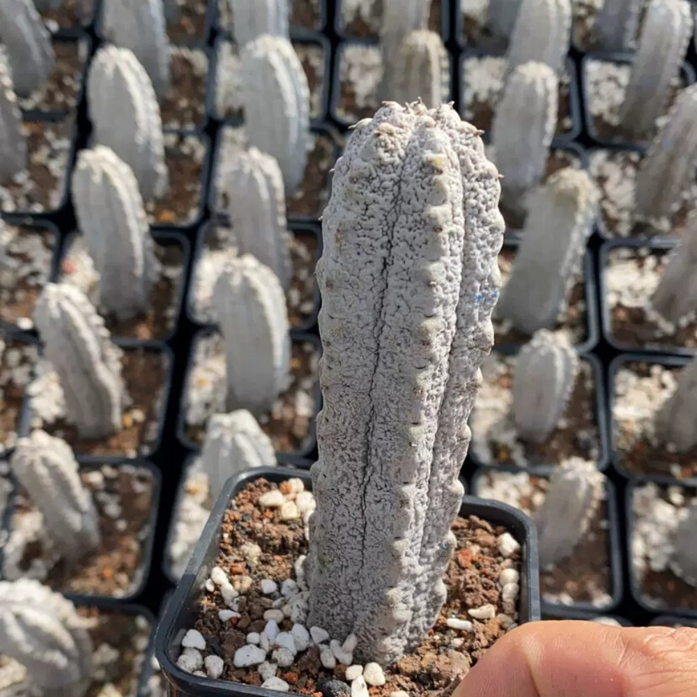 10cm Euphorbia Abdelkuri