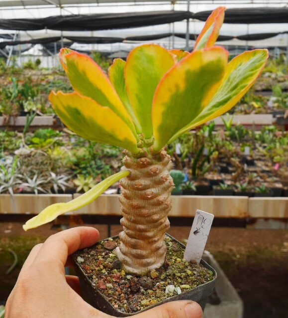 7-8cm Euphorbia poissonii Variegated