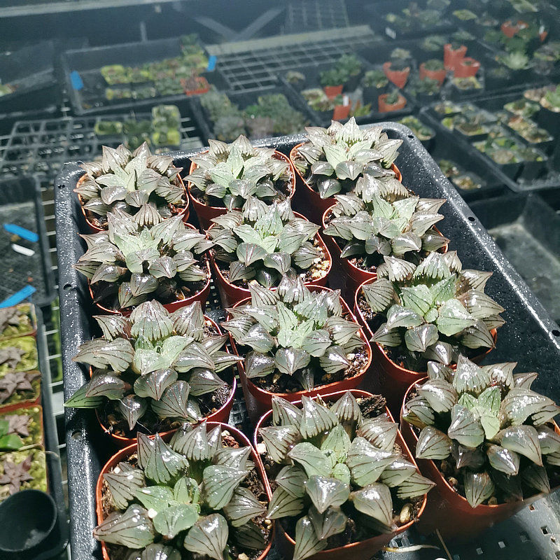 5-6cm Haworthia Magnifica V.atrofusca