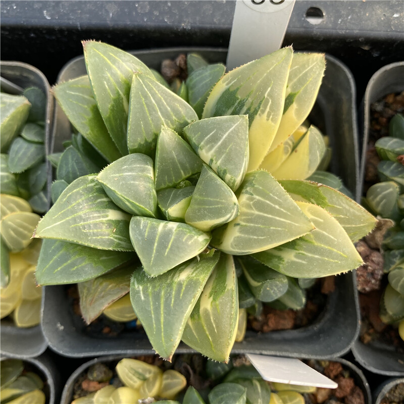5-6cm Haworthia heidelbergensis Variegated