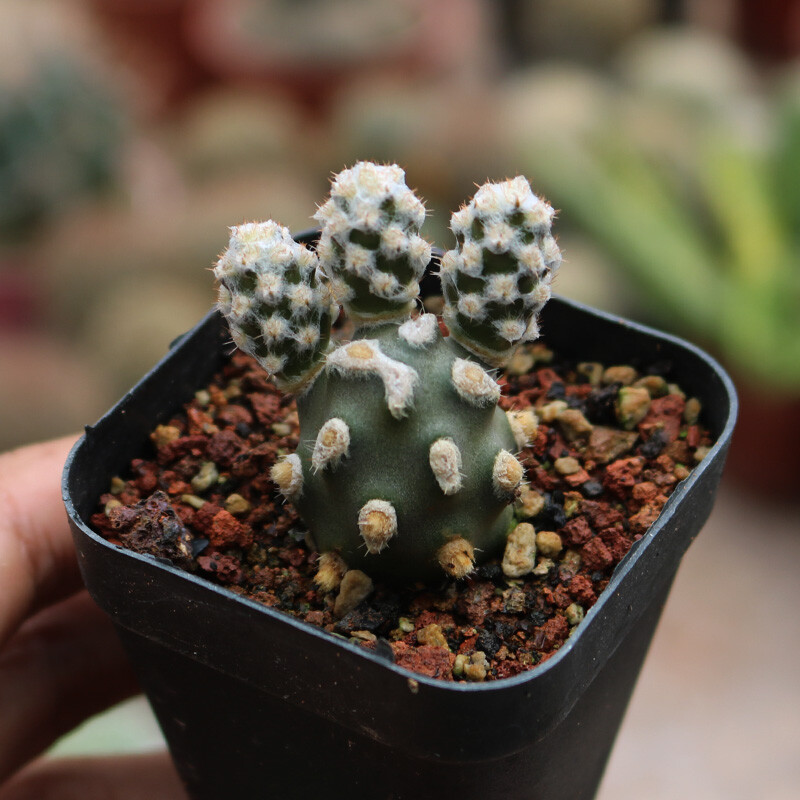 5cm 1Tephrocactus molinensis