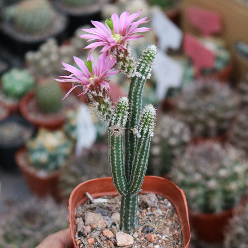 9cm Echinocerteus Poselgeri