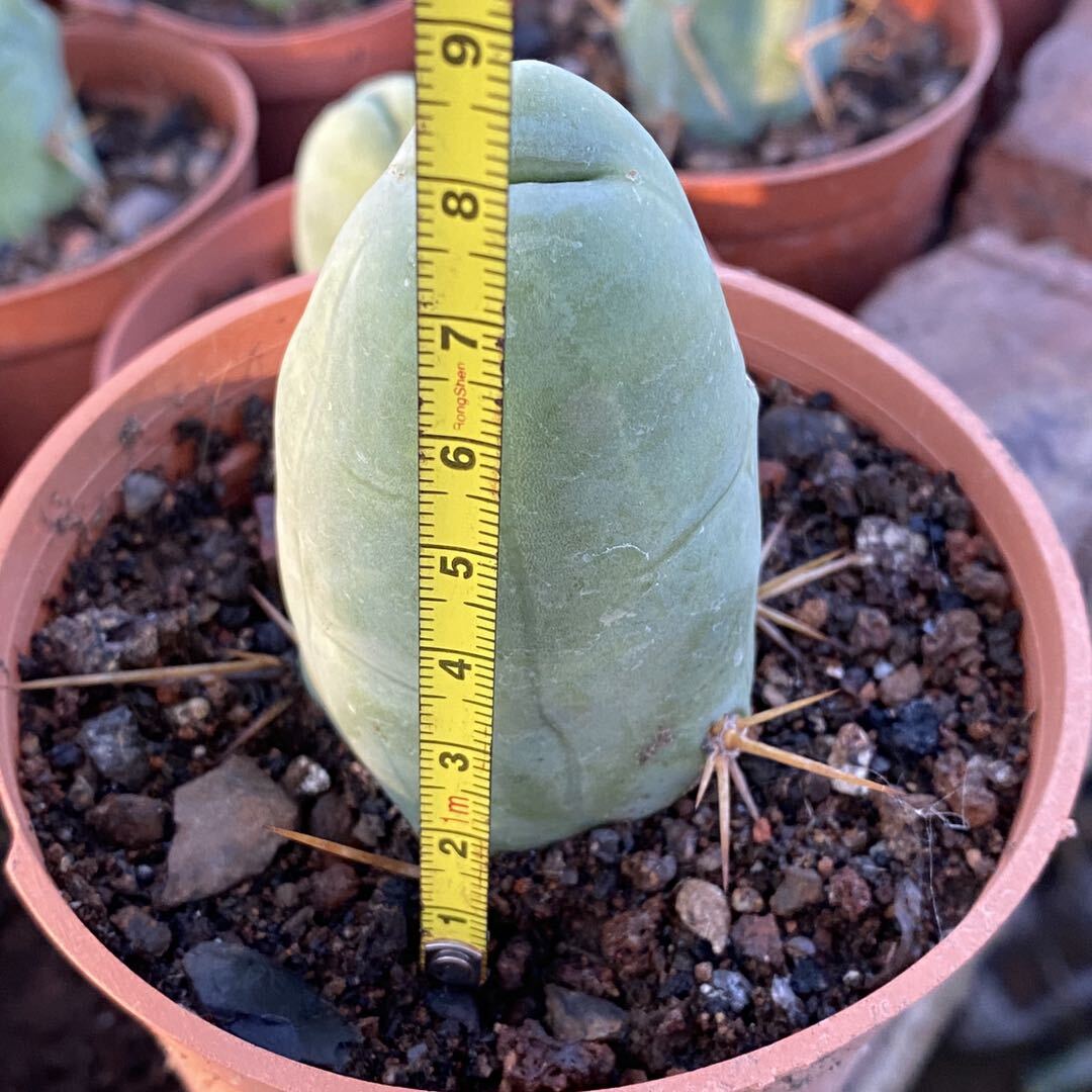 6-8cm Trichocereus bridgesii Male Penis