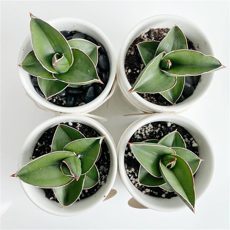 5-7CM Sansevieria Samurai Dwarf