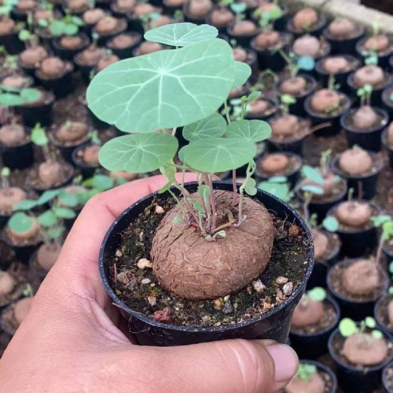 4CM 1PCS Stephania Cepharantha Hayata