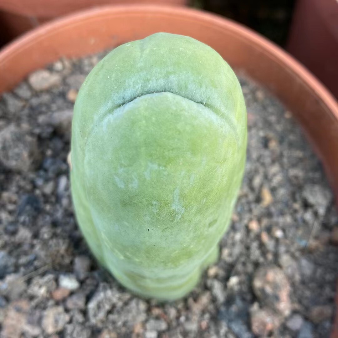 6-8cm Trichocereus bridgesii Male Penis