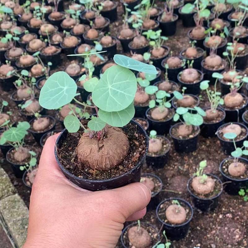 4CM 1PCS Stephania Cepharantha Hayata