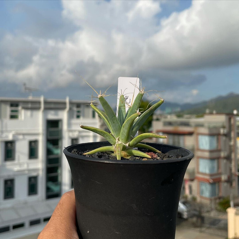 4-6cm 1PCS Leuchtenbergia principis