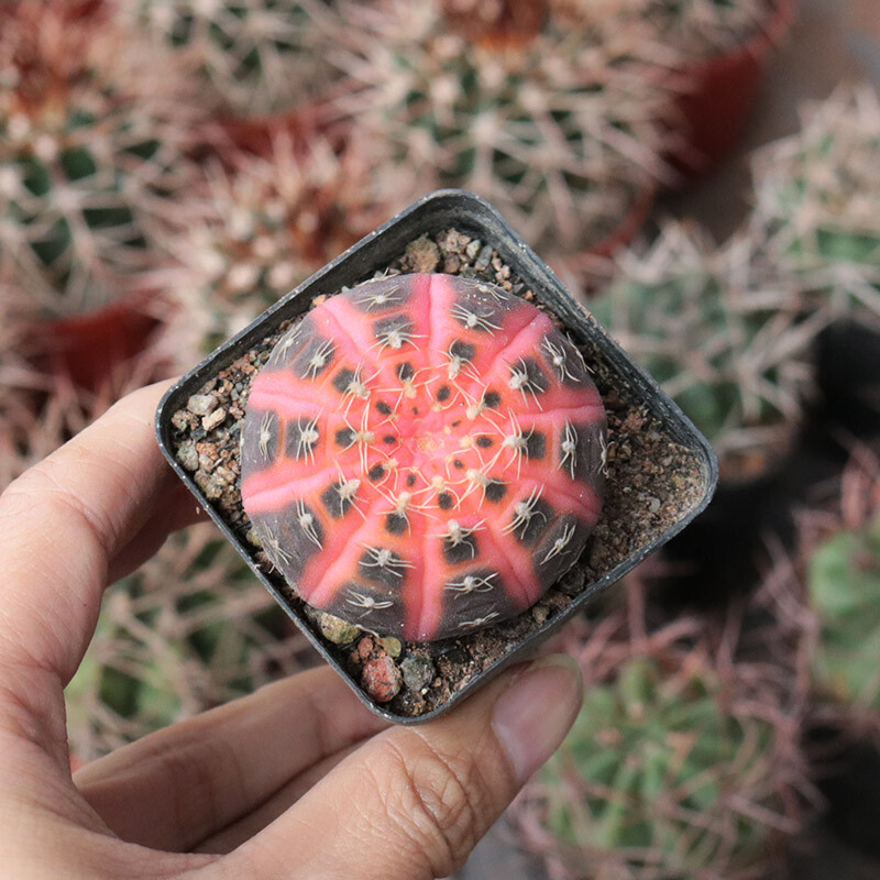 4cm Gymnocalycium Ragonesei Variegated