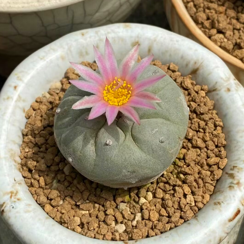 3cm Lophophora williamsii