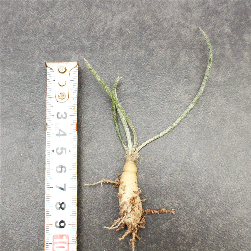 1-2cm Astrophytum Caput-medusae