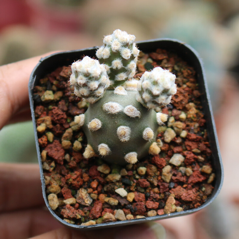 5cm 1Tephrocactus molinensis