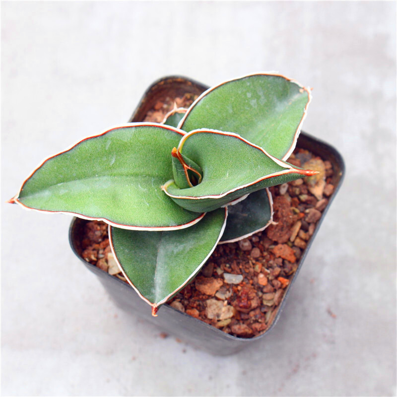 5-7CM Sansevieria Samurai Dwarf