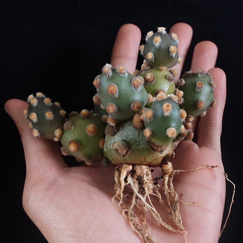 5cm 1Tephrocactus molinensis