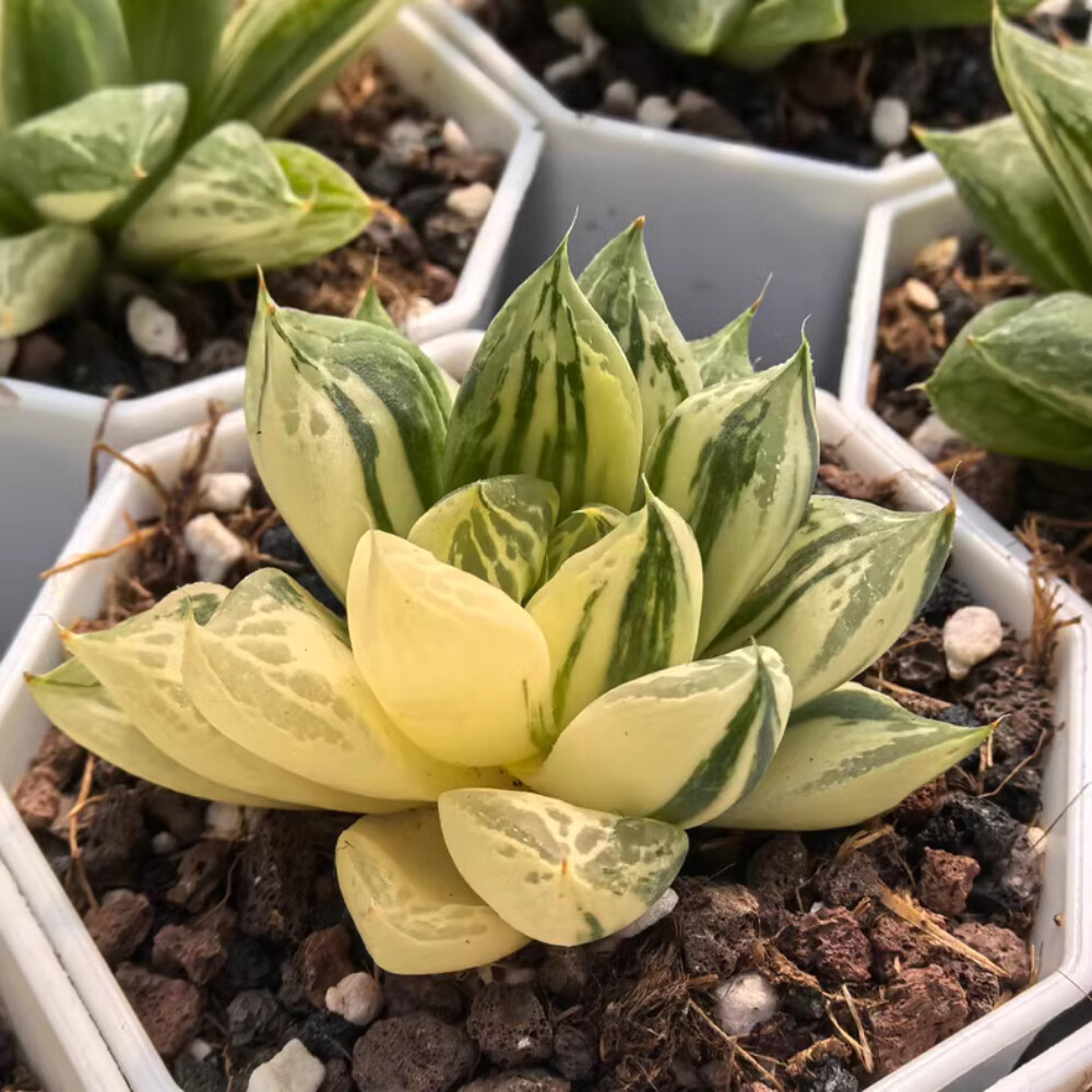 4-5CM 1PCS Seedling Cactus Live Plant Haworthia Cymbiformis Variegated Beautiful Cactus