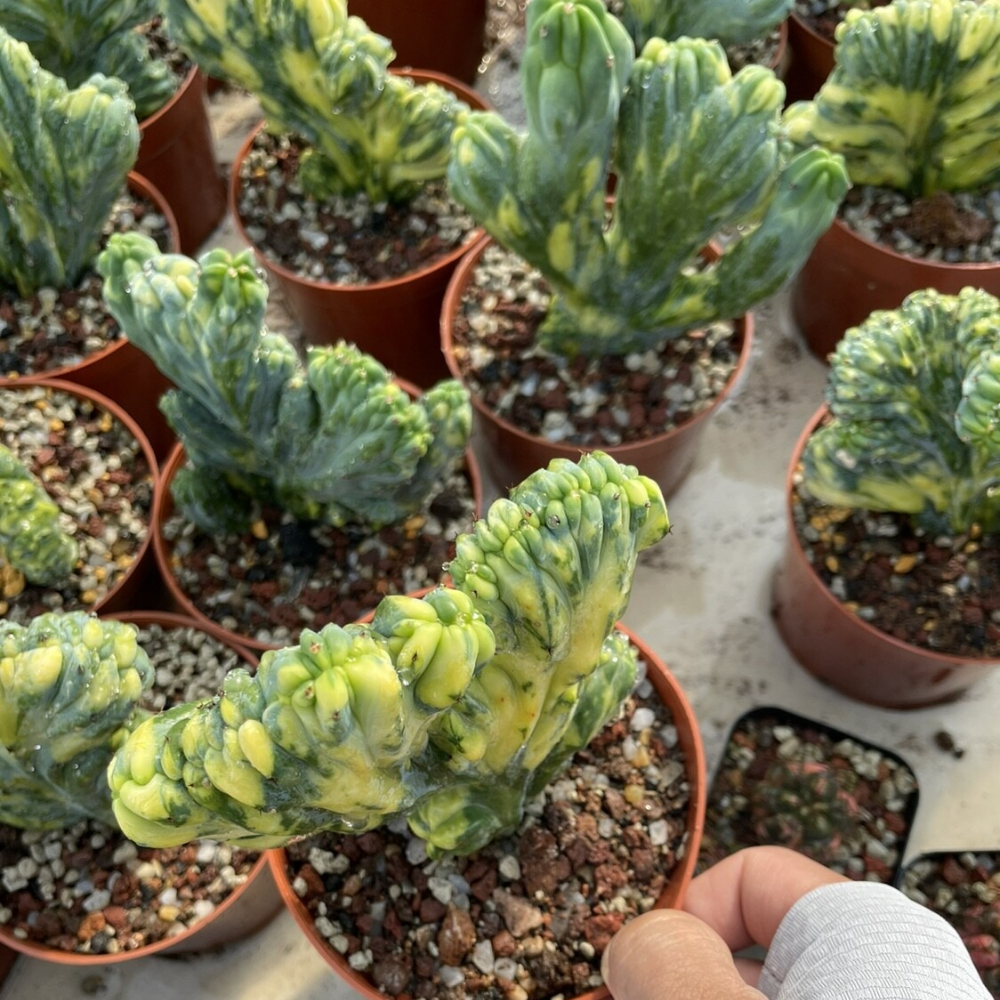 7-10cm Myrtiiocactus Geometrizans Cristata Variegated
