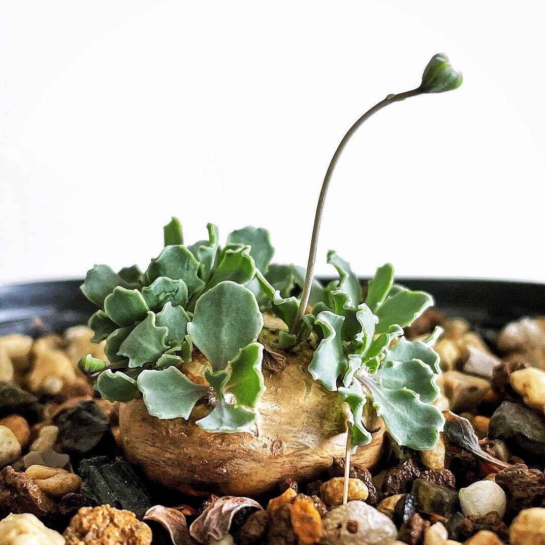 2.5-3CM Othonna Cacalioides