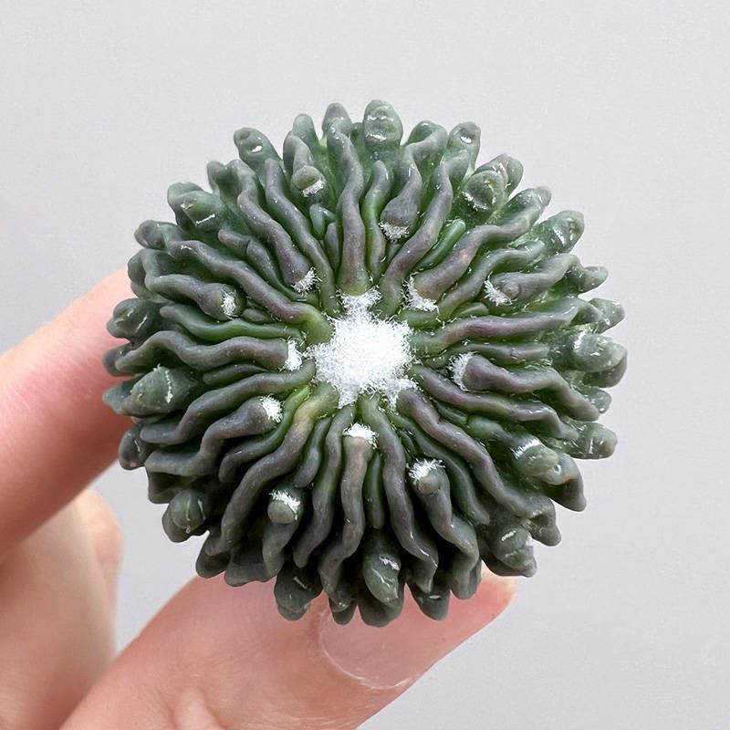 3cm Stenocactus Multicostatus stingless