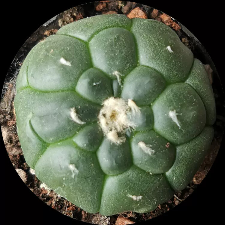 4-5cm Astrophytum Asterias Cv Kikkos