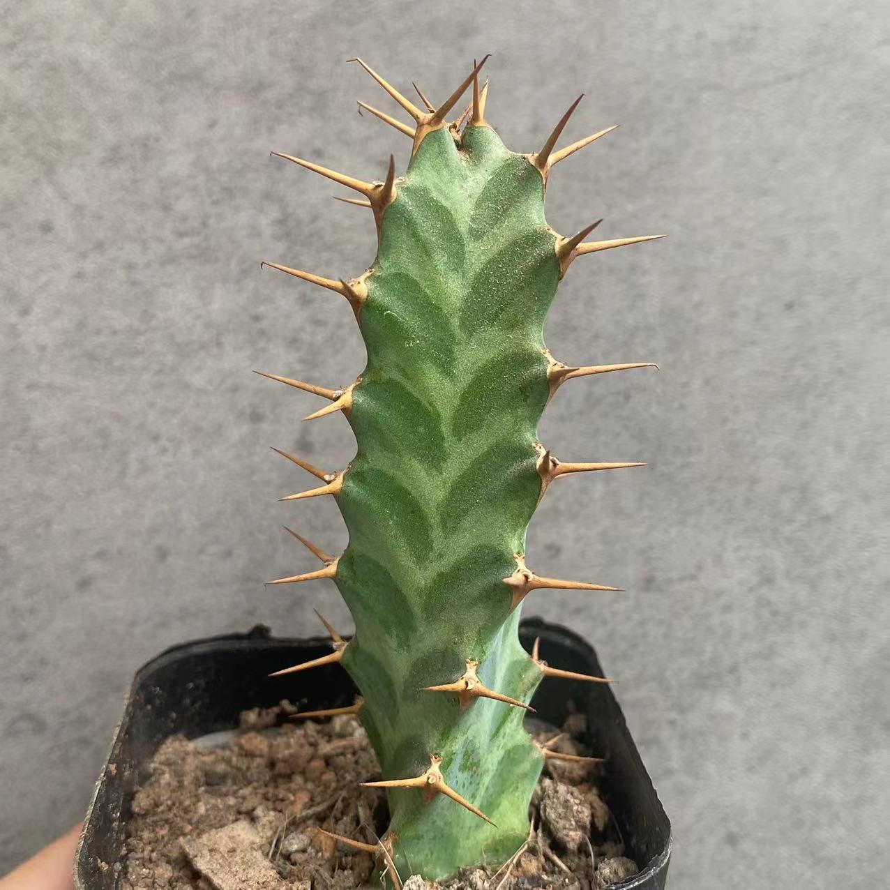6-8cm Euphorbia Virosa
