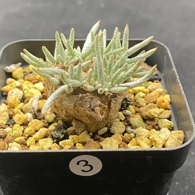 2-2.5cm Avonia Quinaria