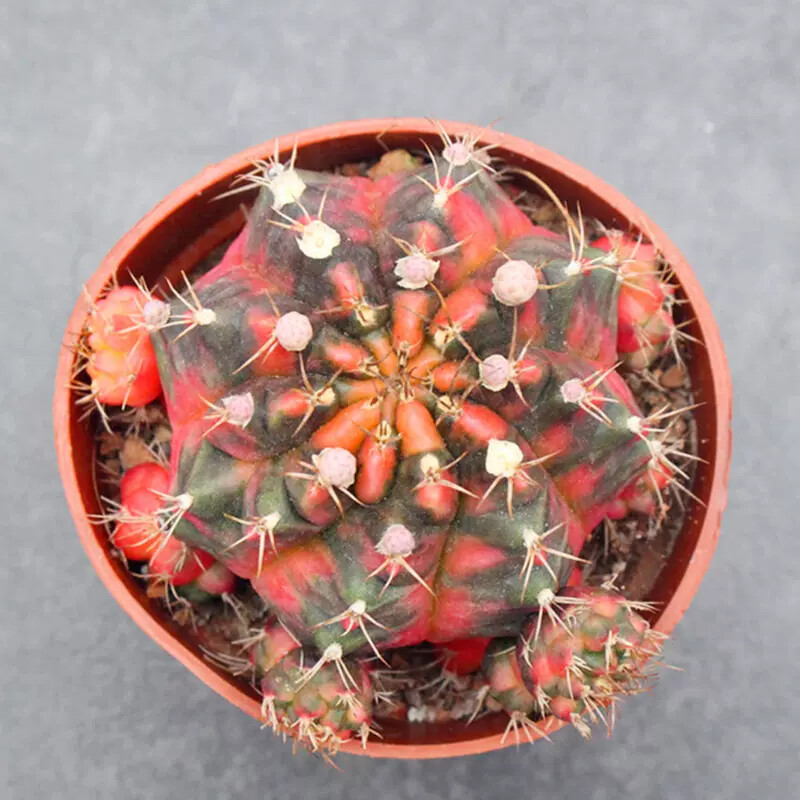 6-7cm Gymnocalycium Variegata