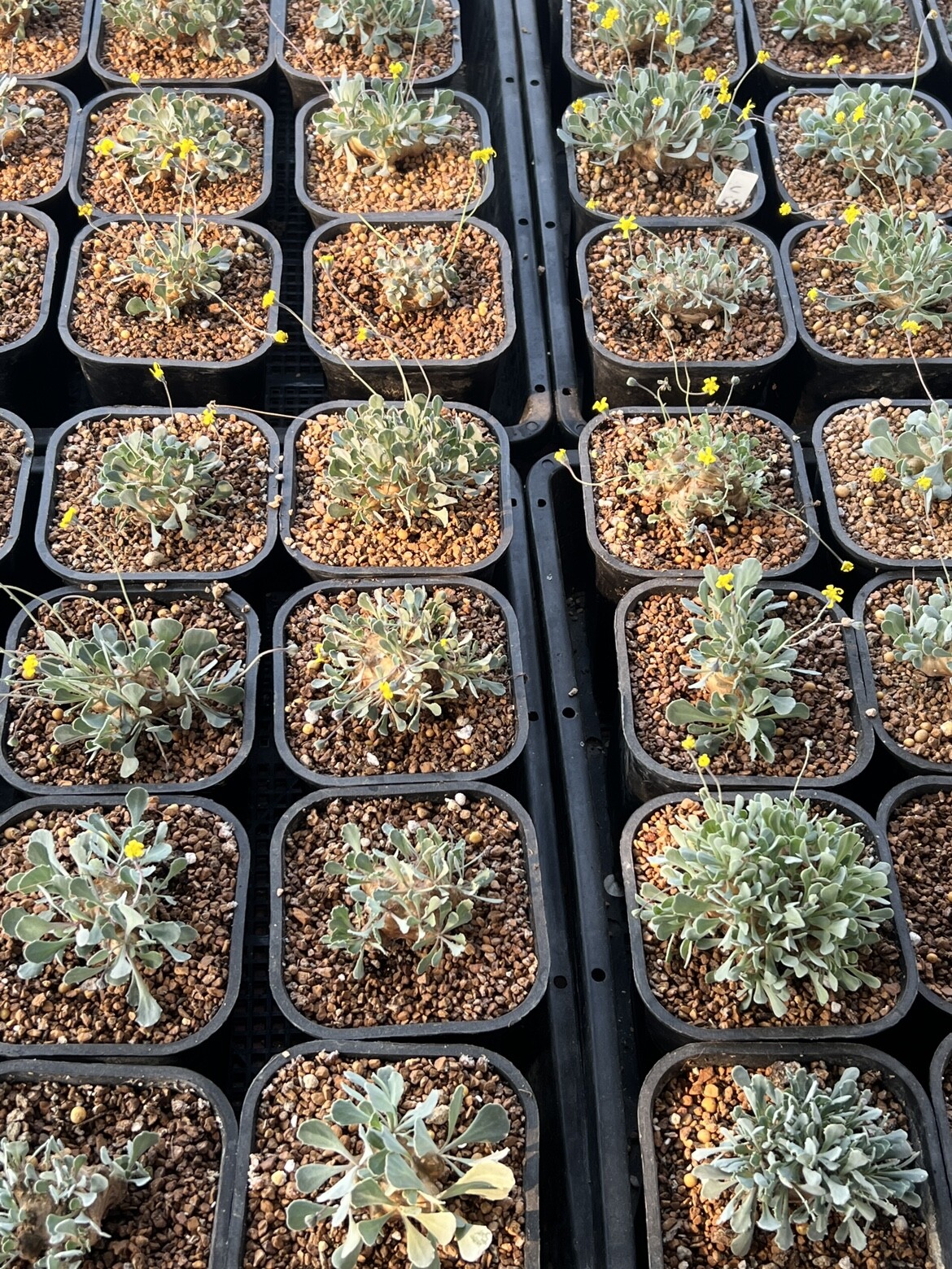 2.5-3CM Othonna Cacalioides