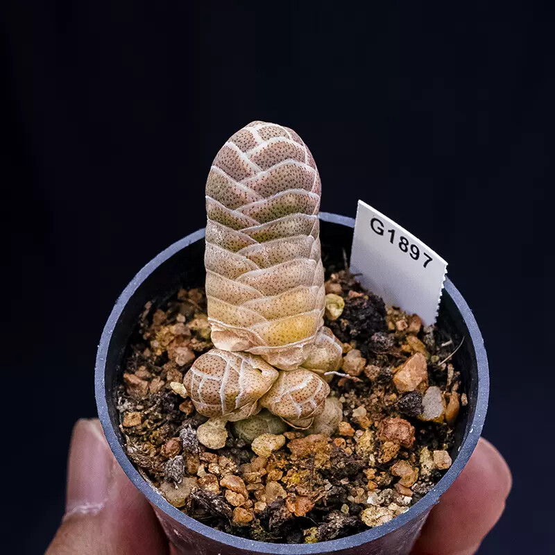 5cm Crassula Barklyi