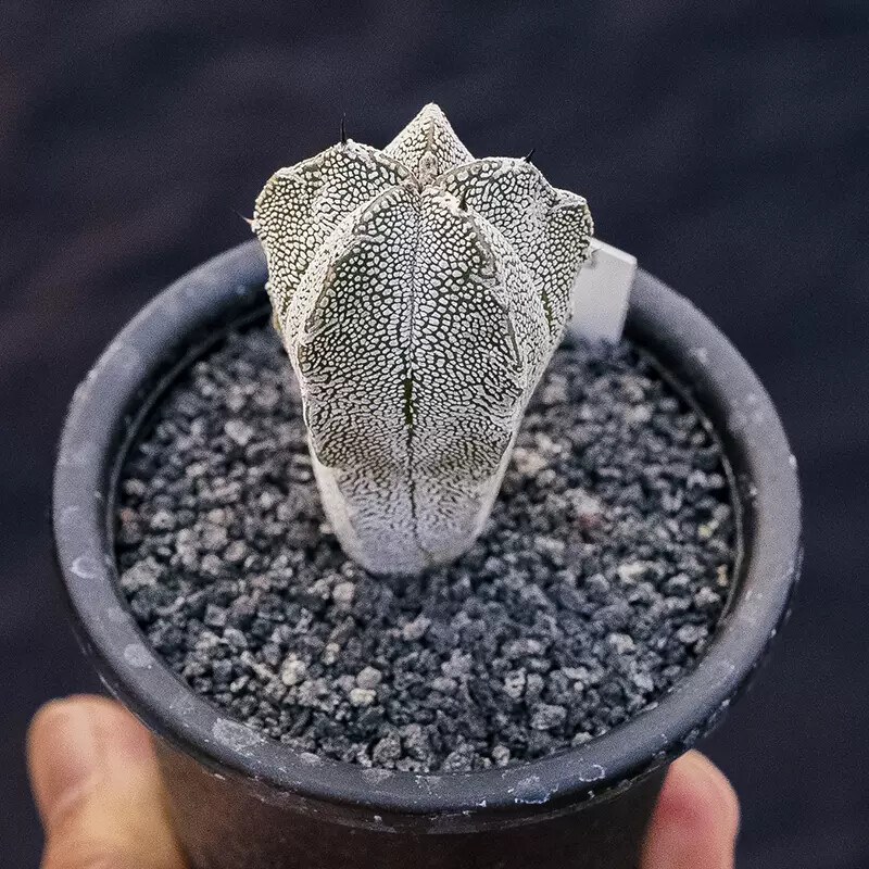 3-4cm Astrophytum Myriostigma Onzuka