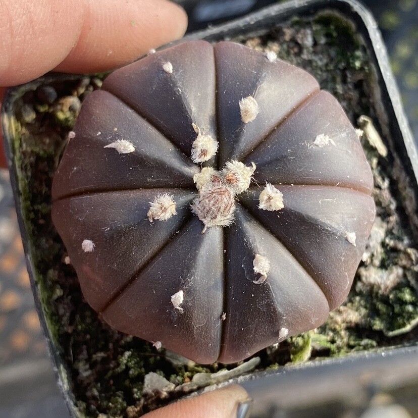 3PCS 3cm Astrophytum Asterias Purple Astrophytum
