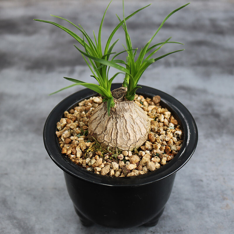 4-5cm Beaucarnea Recurvata