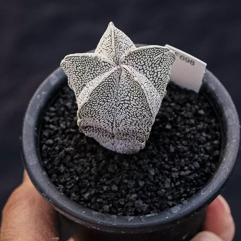 3-4cm Astrophytum Myriostigma Onzuka