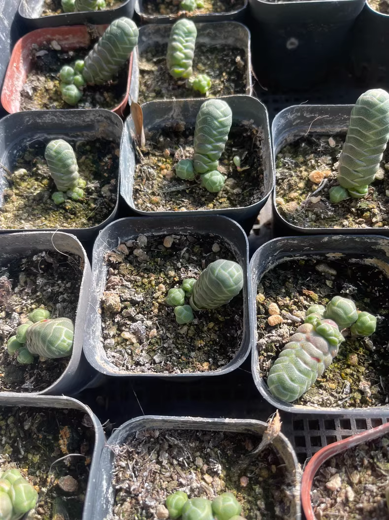 5cm Crassula Barklyi