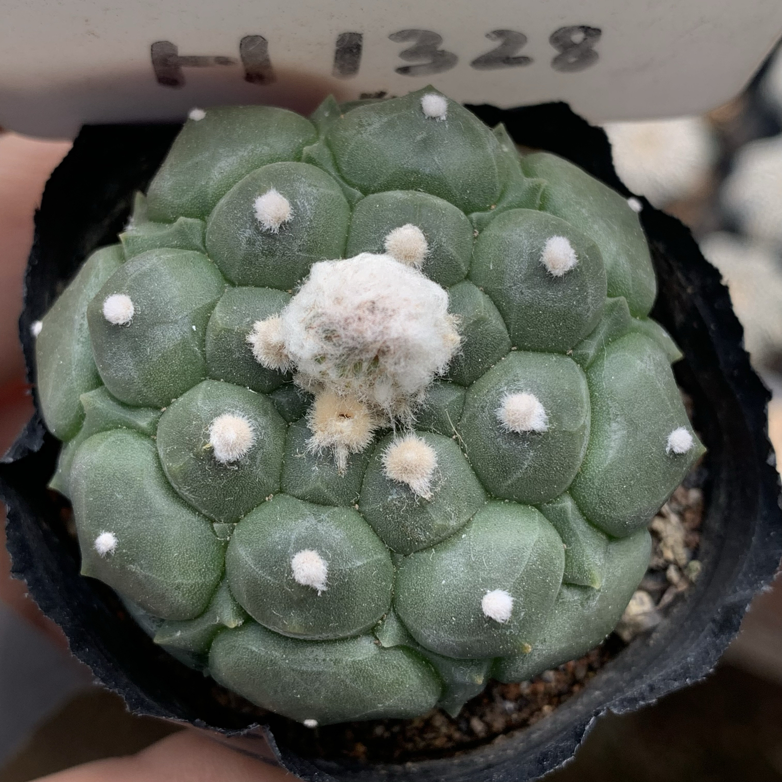4-5cm Astrophytum Asterias Cv Kikkos