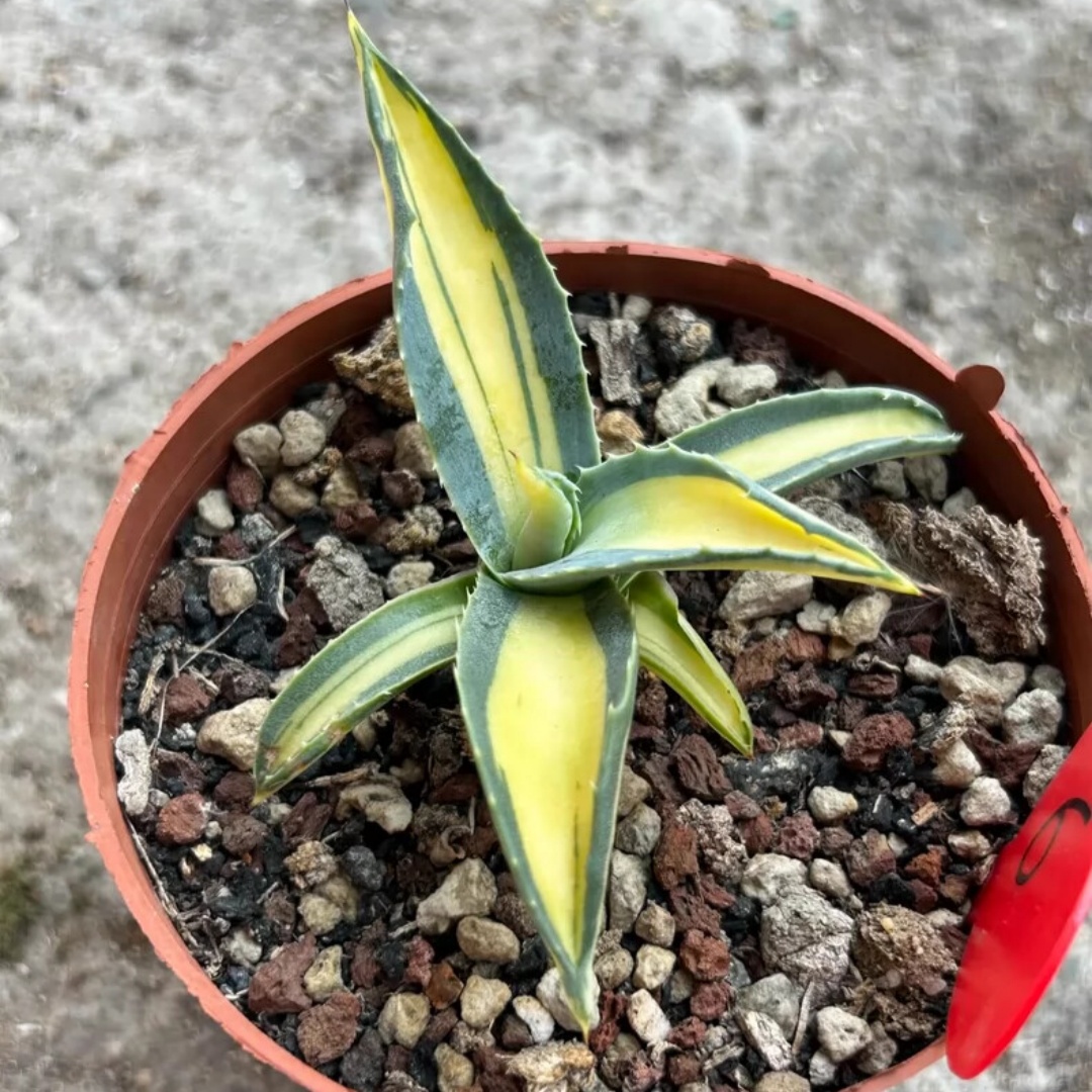 8cm 1PCS Seedling Cactus Live Plant Agave Americana Mediopicta Ag. Potatorum Beautiful Cactus