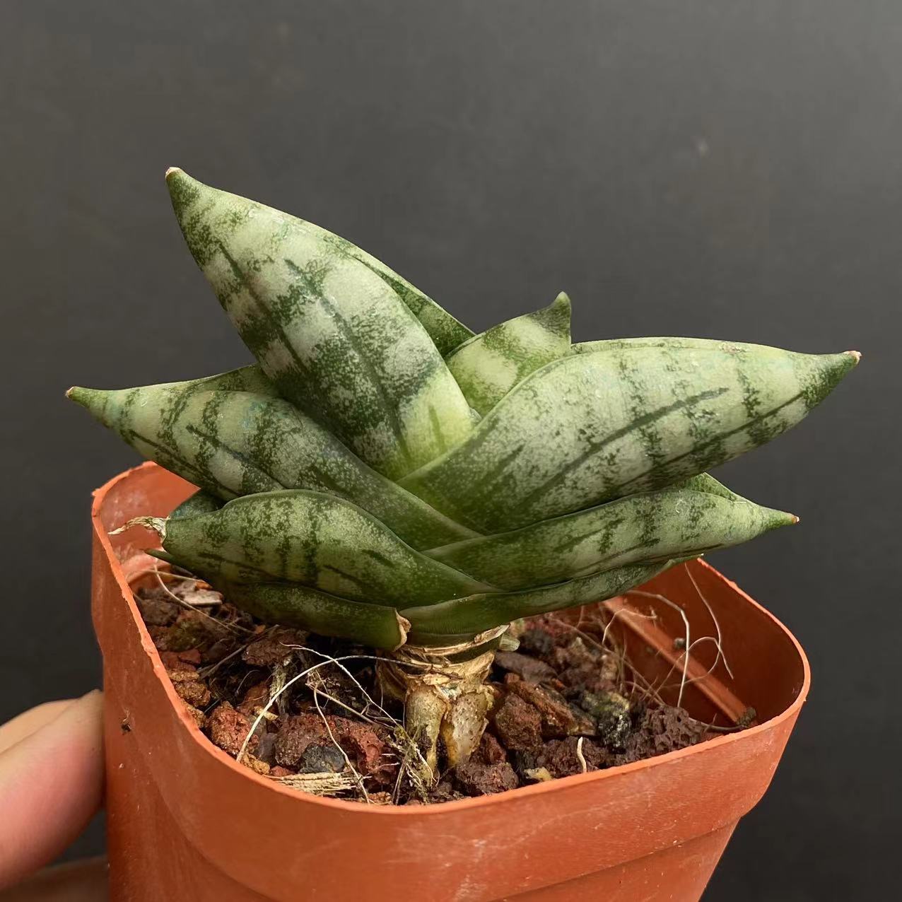 5-6cm Sansevieria Cylindrica Bojer Cristata