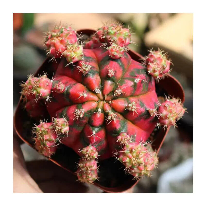 6-7cm Gymnocalycium Variegata